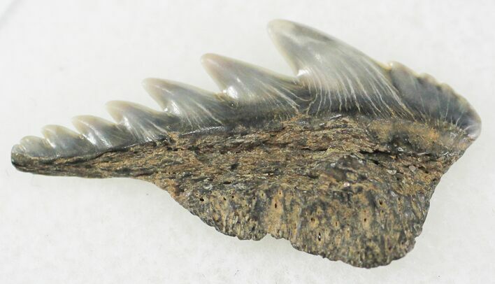 Fossil Cow Shark (Notorynchus) Tooth - Maryland #24269